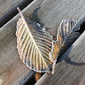 Meet your Posher, Paula